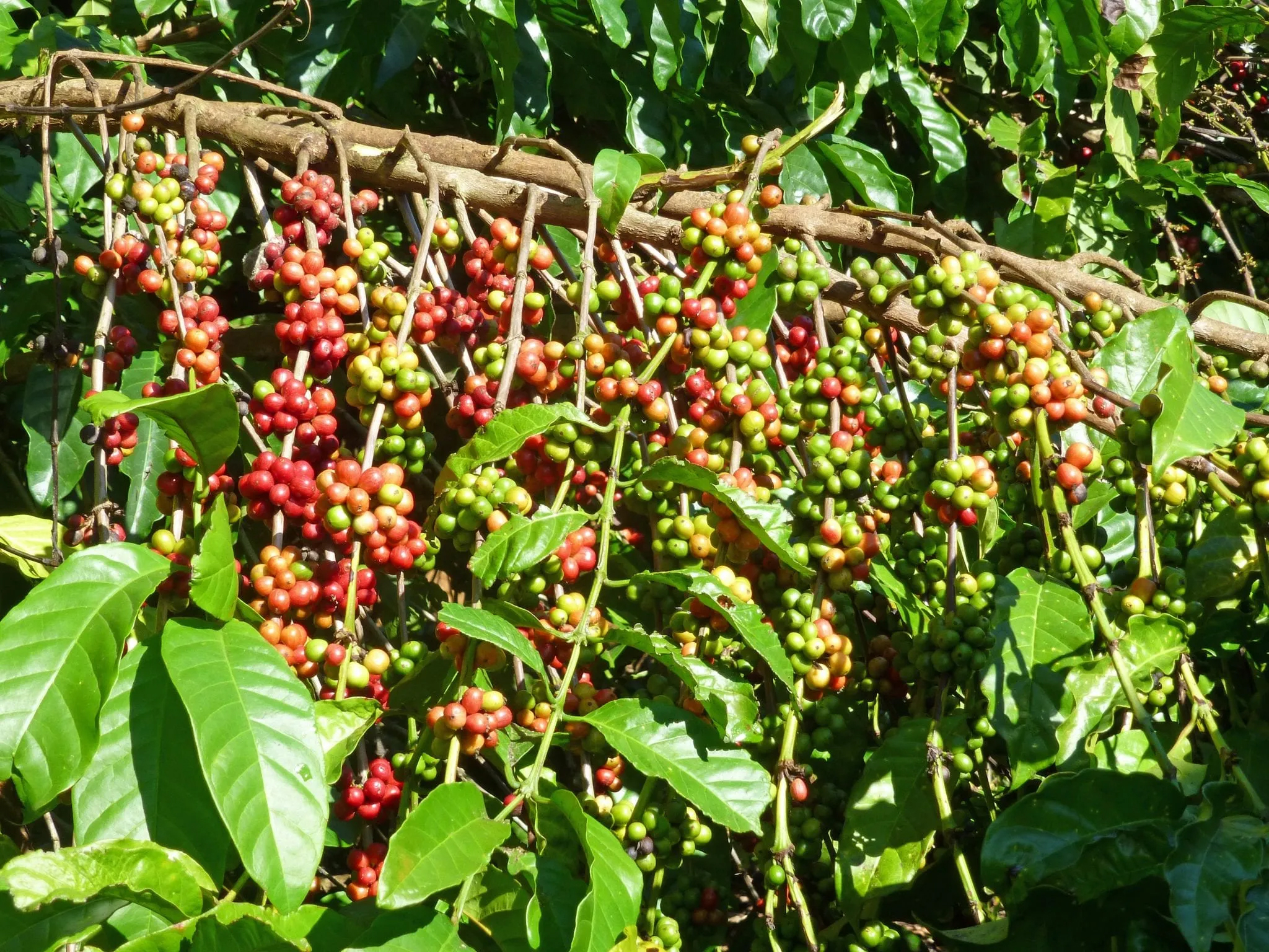 robusta
